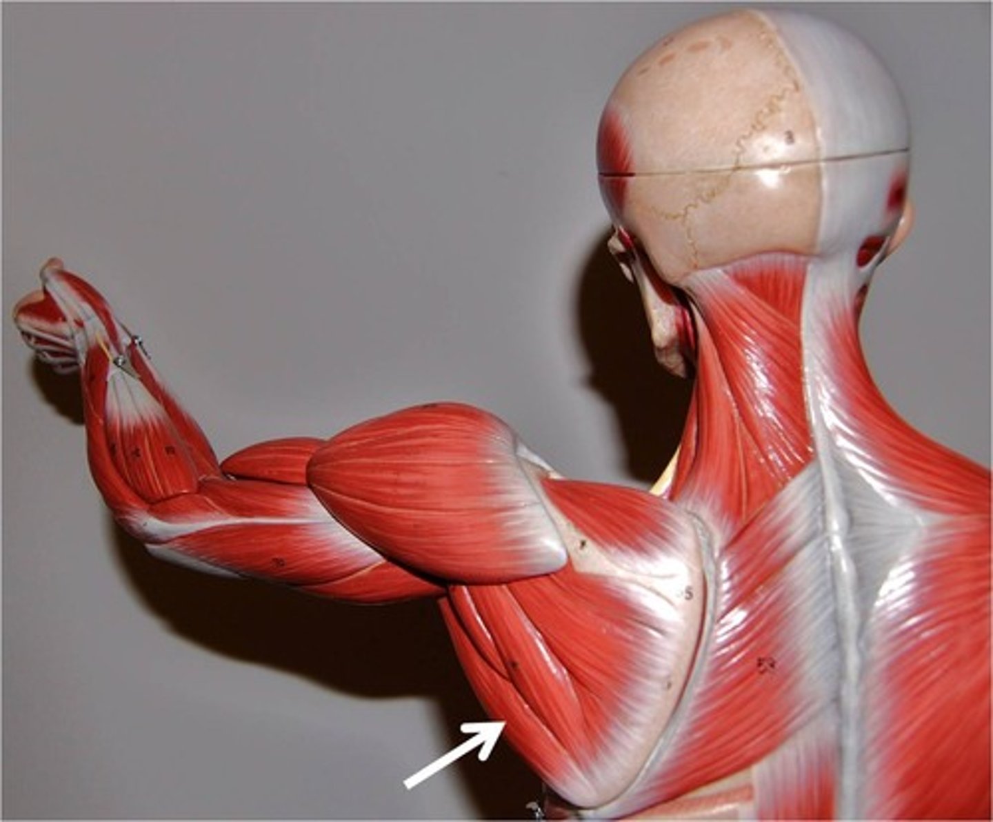 <p>Origin: Lower lateral border and inferior angle of the scapula<br>Insertion: Medial lip of the intertubercular (bicipital) groove of the anterior humerus.<br>Action: extends, adducts, and medially rotates arm</p>