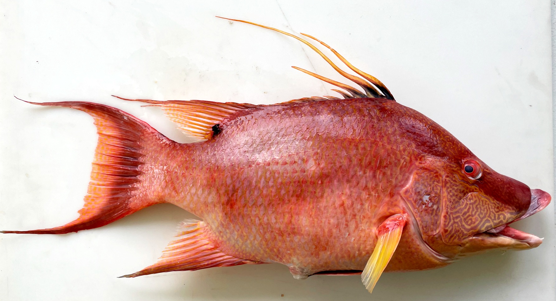 <p>3 long dorsal spines</p><p>dark mask</p><p>reddish orange color</p><p>large mouth </p><p>poitned face</p>