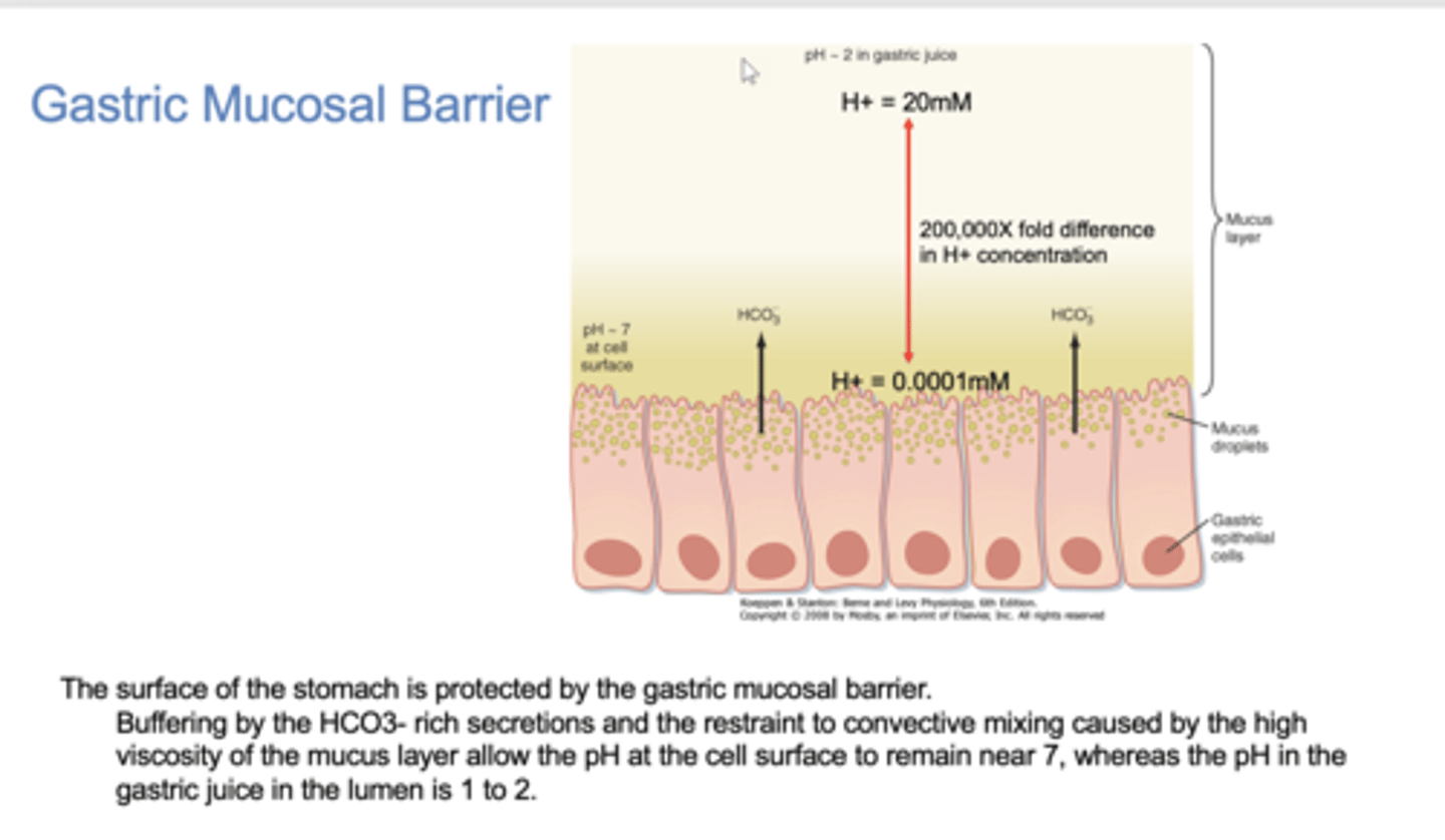 <p>gastric mucosal barrier</p>