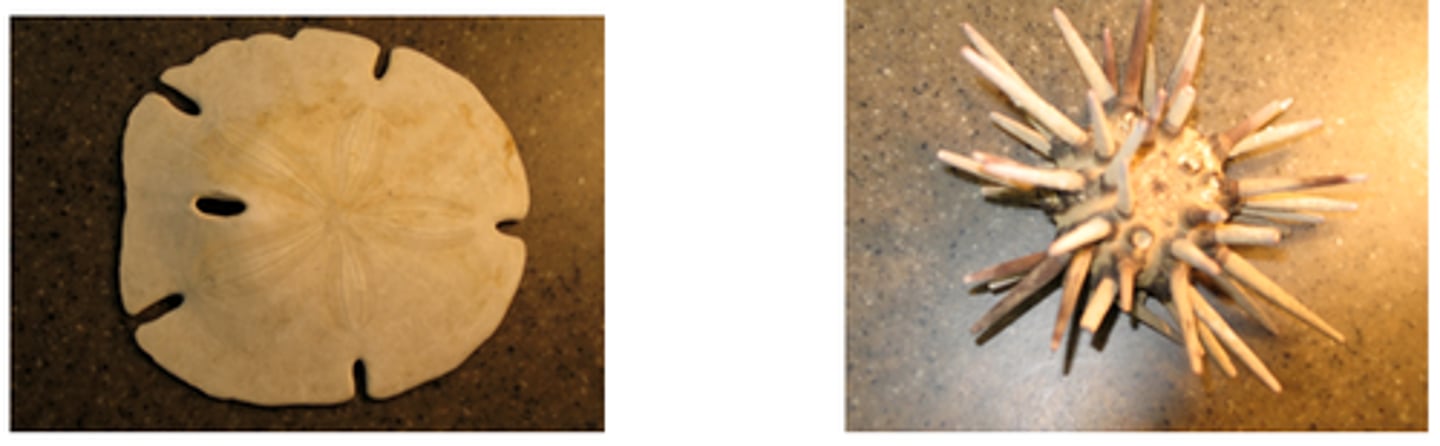 <p>"Spiny"</p><p>•Sand dollars and sea urchins</p><p>•Spherical or disc-shaped; no</p><p>arms</p><p>•Compact endoskeleton (test)</p><p>•Tube feet with suckers</p><p>•Aristotle's lantern</p>