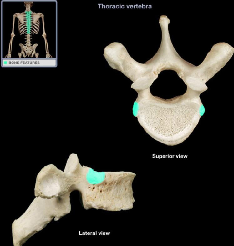 <ul><li><p>Location: Thoracic vertebral body (lateral aspect), At junction with pedicle</p></li><li><p>Description: Smooth area</p></li></ul><p></p>