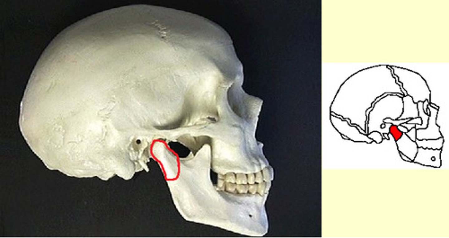 <p>articulates with temporal bone</p>