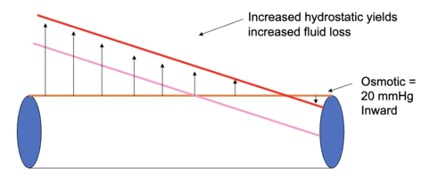 <p>capillary, hydrostatic</p>