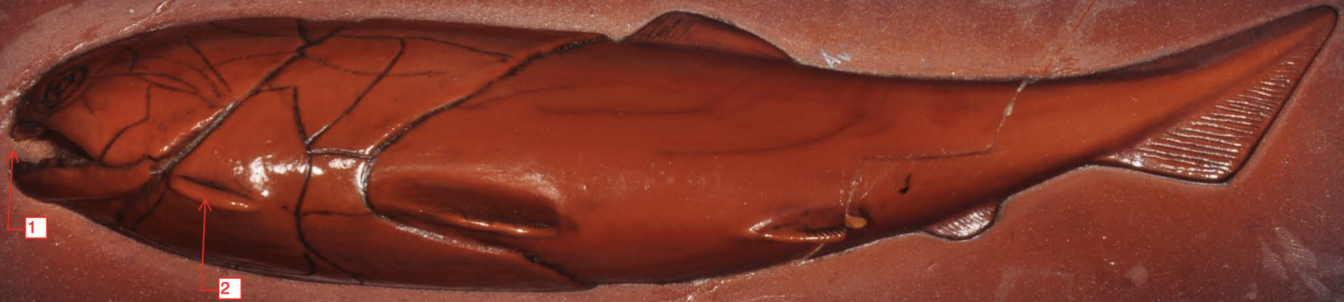 <p>x</p><p>phylum</p><p>subphylum</p><p>superclass</p><p>class</p><p>order</p>