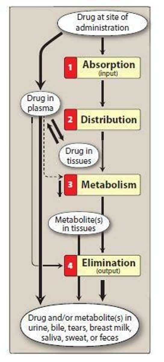 <p>Process by which drug reversibly leaves bloodstream and enters extracellular fluids and tissues.</p>