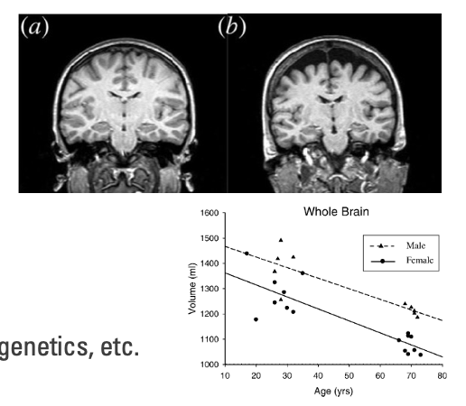 Executive function declines with age
- Lesions in white matter
- Loss of gray matter 
- Loss of dendritic branching

Changes are highly variable
- Decline can be minimal in healthy aging
- Influenced by things like lifestyle, education, genetics, etc.
