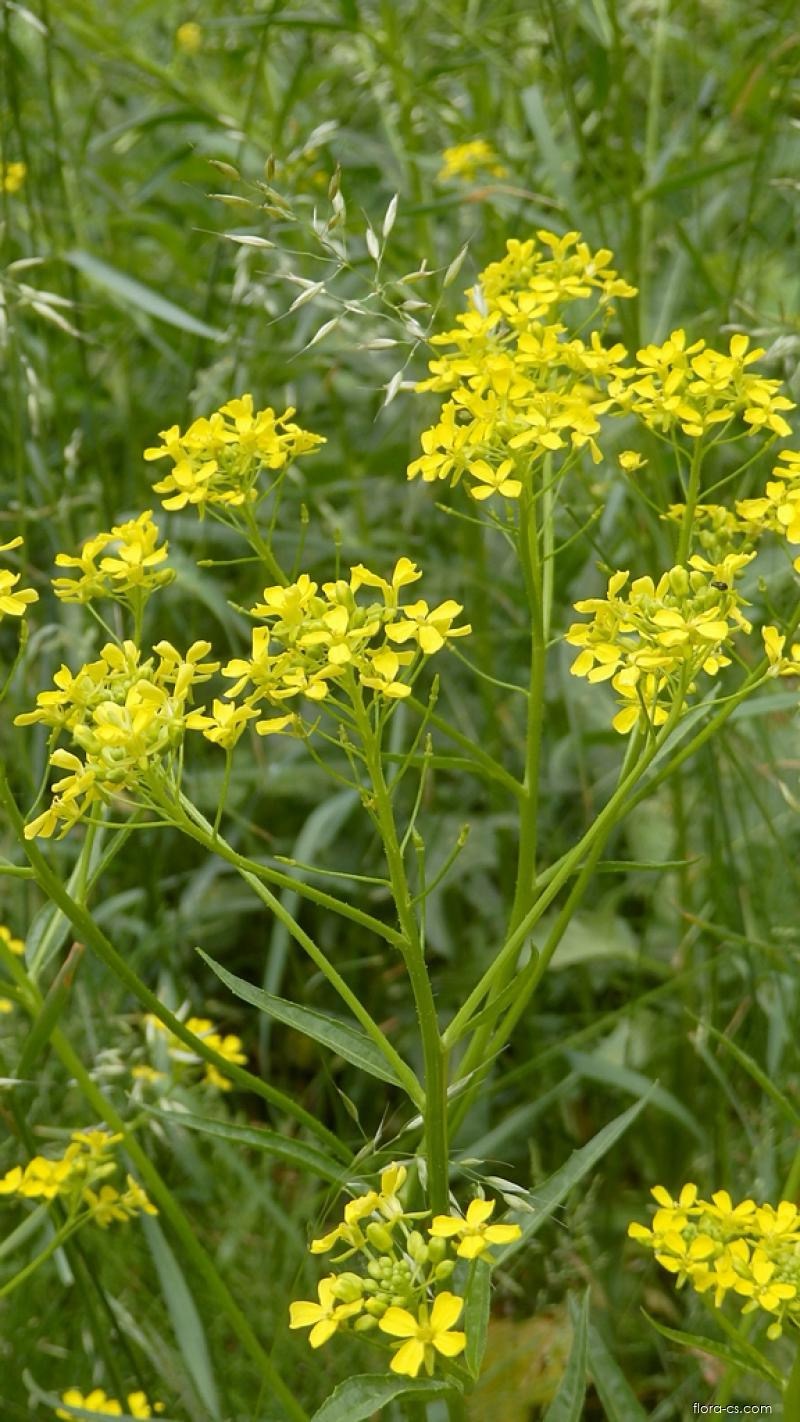 <p>Bunias orientalis - <strong>Brassicaceae</strong></p>