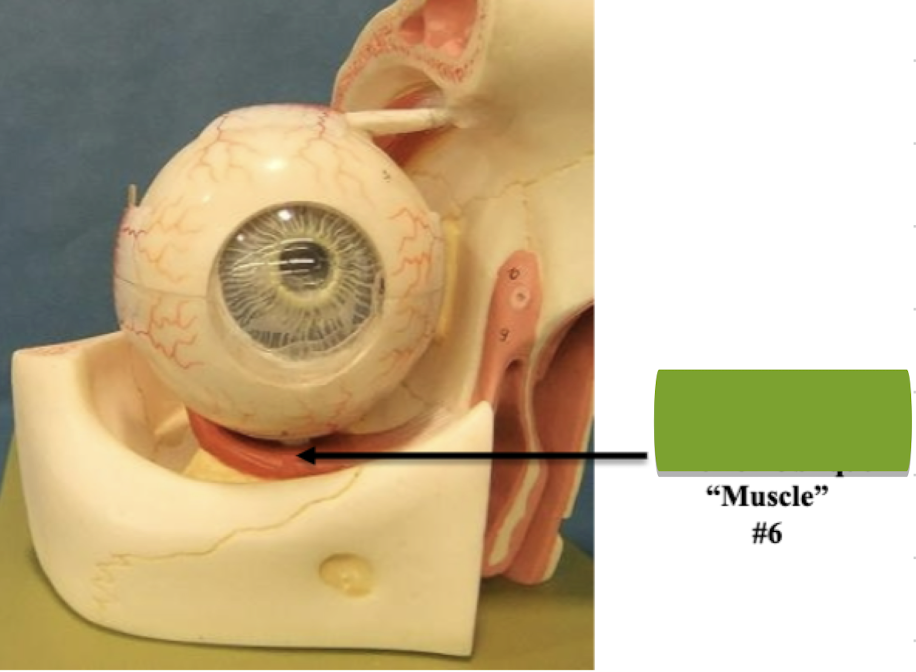 <p>Label muscle #6 </p>