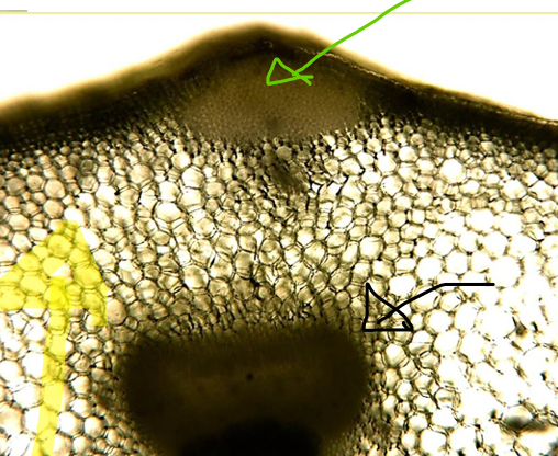 <ul><li><p>vascular bundles (black arrow)</p></li><li><p>parenchyma (yellow arrow)</p></li><li><p>collenchyma (green arrow)</p></li></ul>