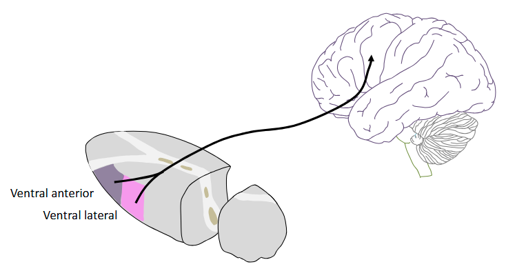 <p>The Gpi projects to the ventral anterior and ventral lateral nuclei specific relay nuclei of the thalamus to create a loop between the basal ganglia and the cerebral cortex</p>