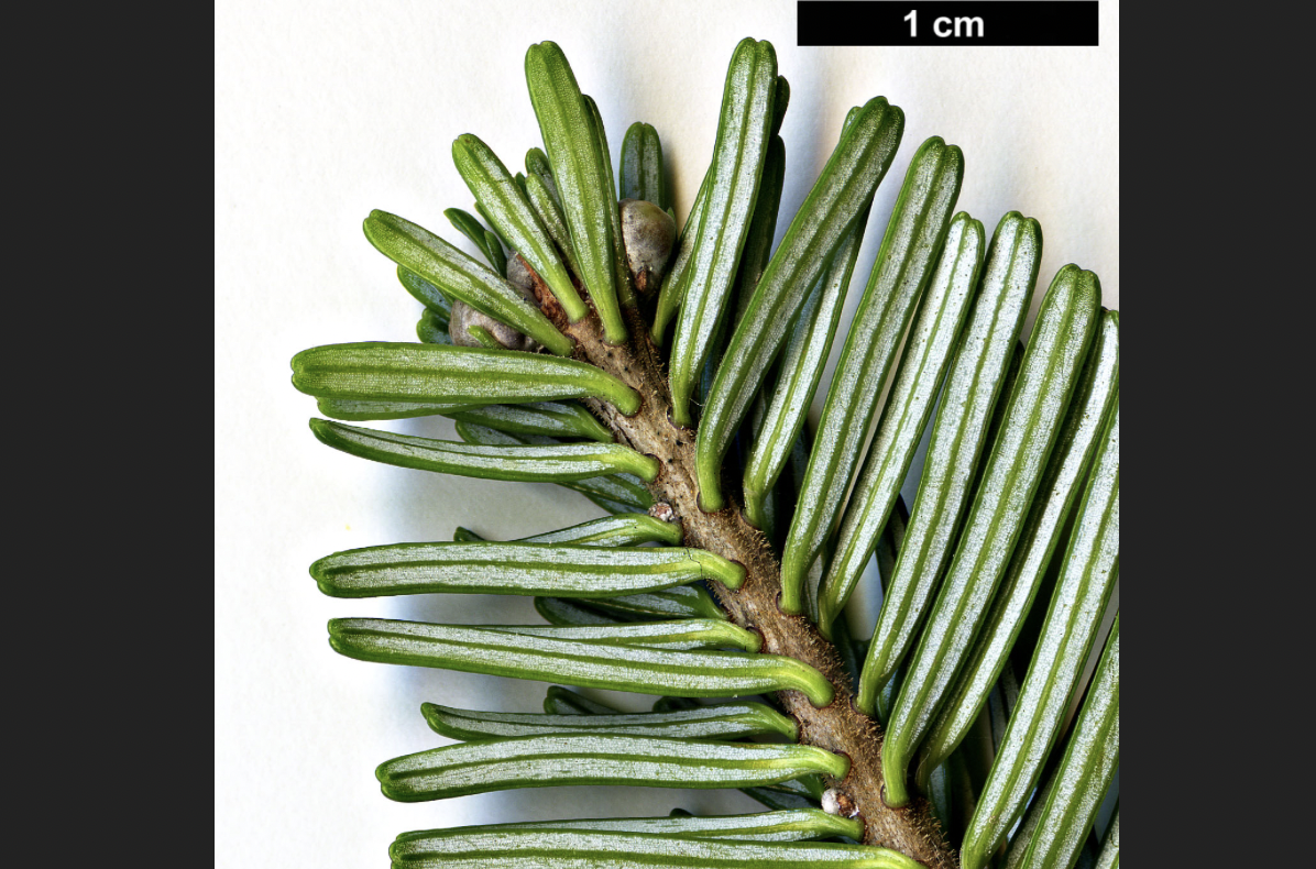 <p>identify by leaves</p>