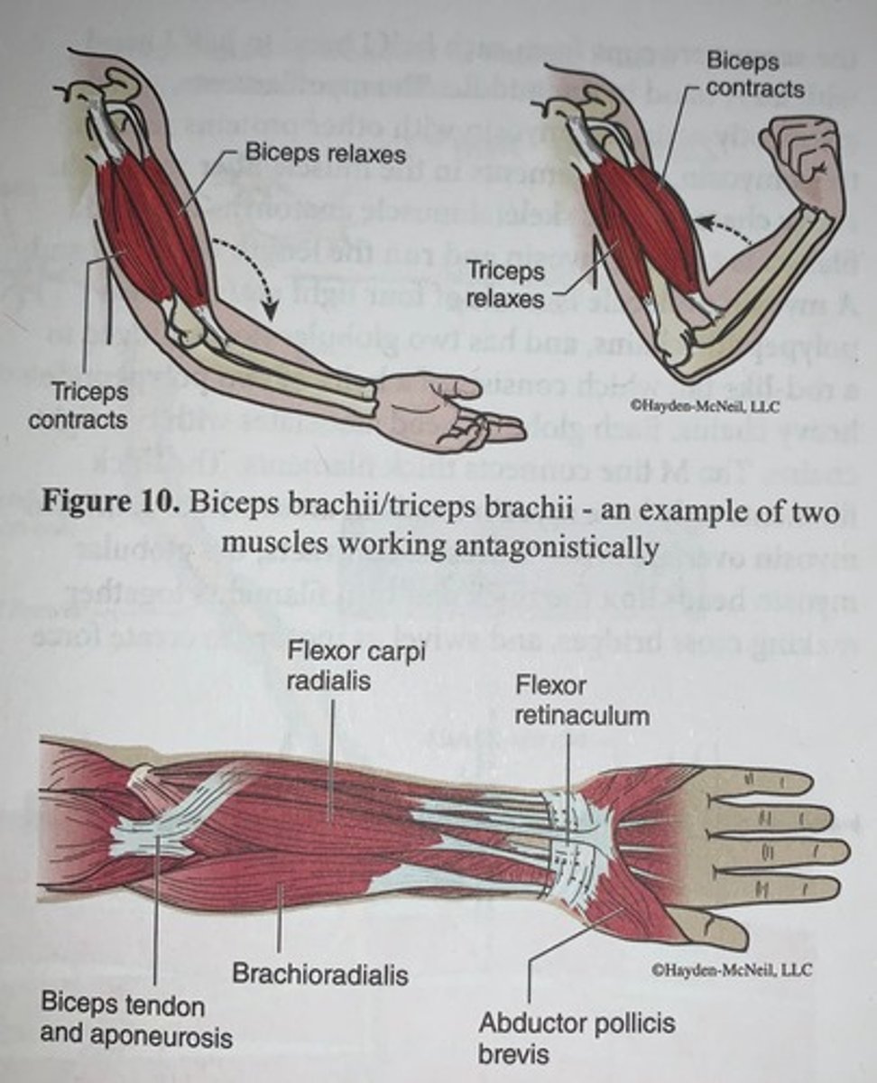knowt flashcard image