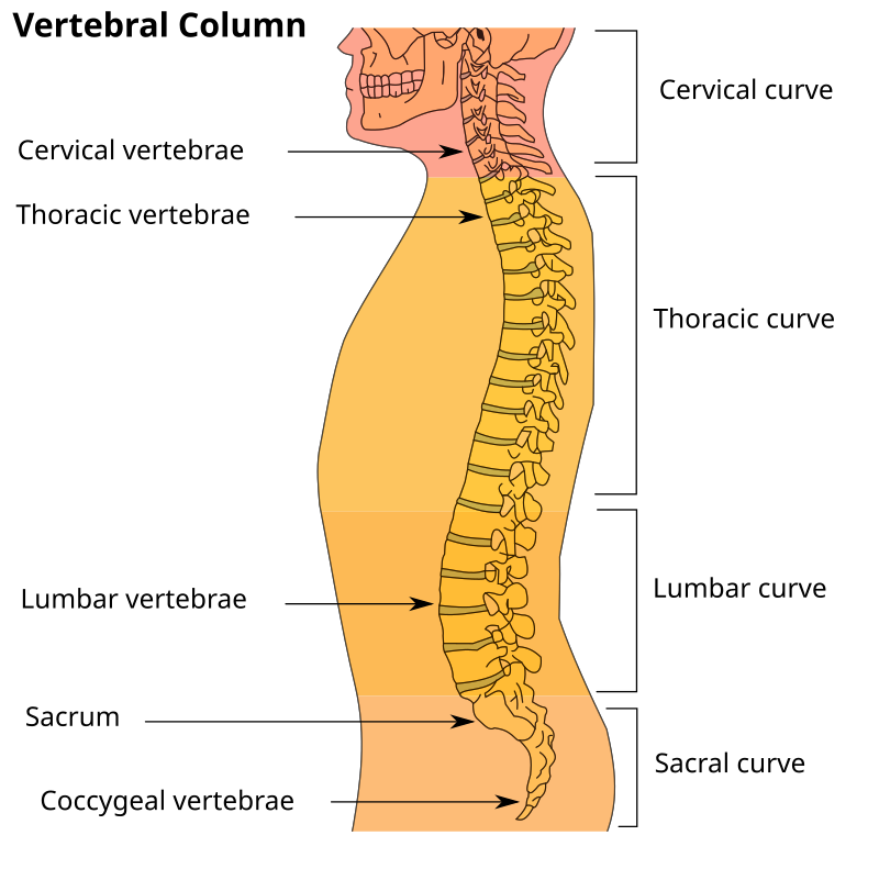 <ul><li><p>An S-shaped column composed of 33 vertebrae that houses and protects the spinal cord.</p></li><li><p>Divided into 7 cervical vertebrae, 12 thoracic, vertebrae, and 5 lumbar vertebrae</p></li></ul><p></p>