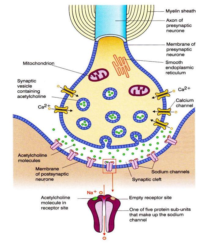 knowt flashcard image