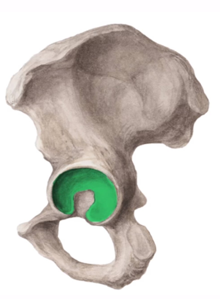 <p>facies lunata</p>