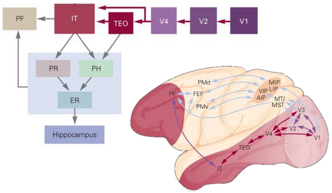 <p>Relies on an interconnected network:</p><ul><li><p>Inferior temporal cortex (IT) = recognising complex objects/shapes</p></li><li><p>Perirhinal cortex (PR) = links visual features to memory and object identity</p></li><li><p>Parahippocampal cortex (PH) = recognising scenes/places</p></li><li><p>Prefrontal cortex (PF) = decision making, categorisation, task goals</p></li></ul><p></p>