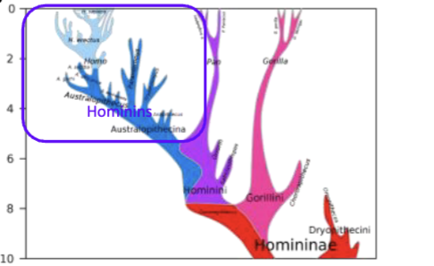<p>Humans Species. def. </p>
