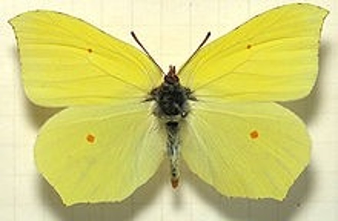 <p>ŘÁD česky latinsky</p><p>čeleď česky</p><p>druh česky</p>