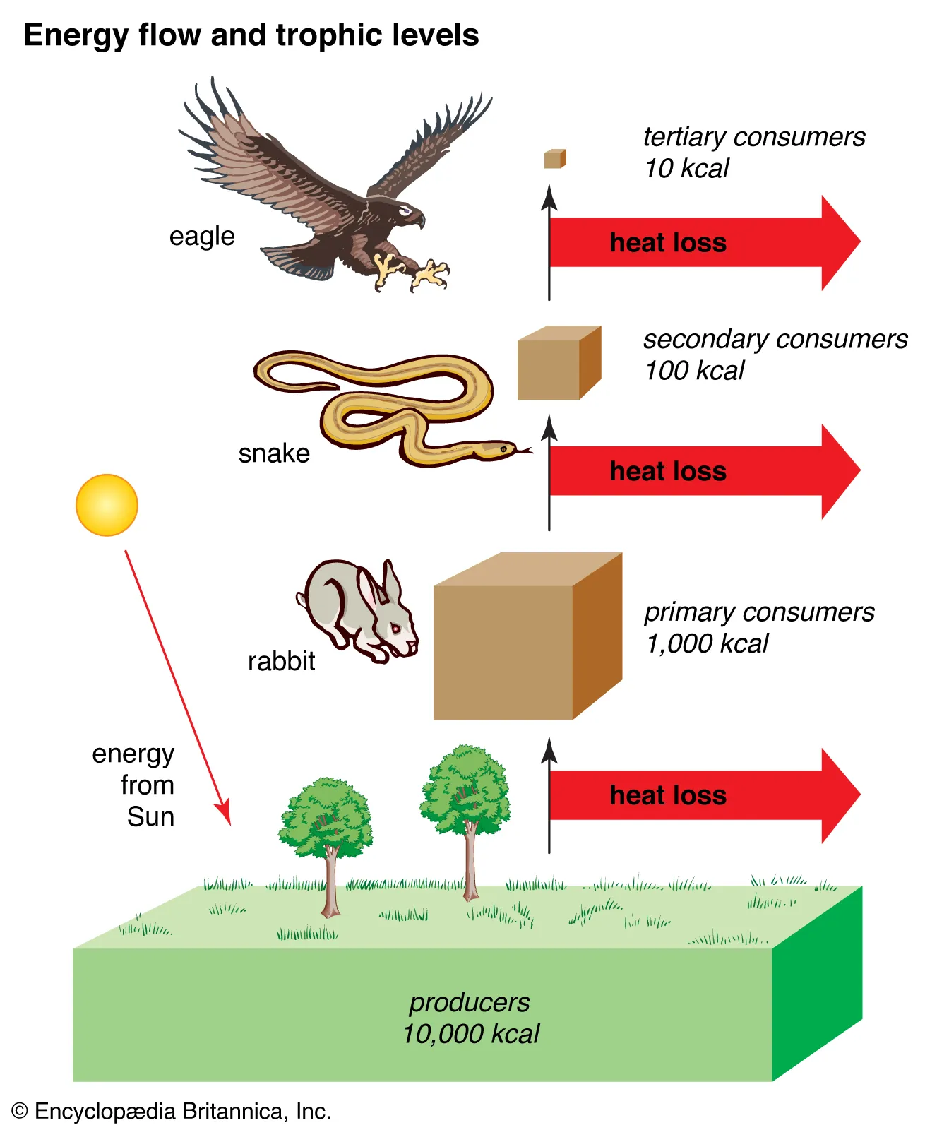 <p>Trophic level 10% rule?</p>