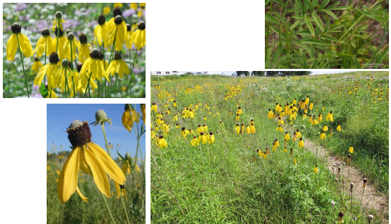-flower disk smells like anise when bruised
-droopy petals
-flower disk bald on top lol