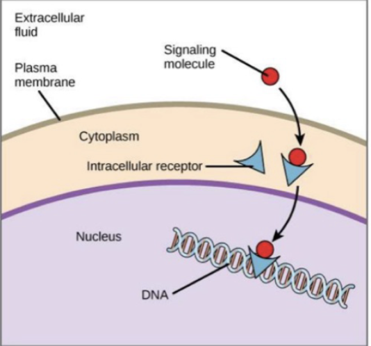 <p>intracellular receptors </p>
