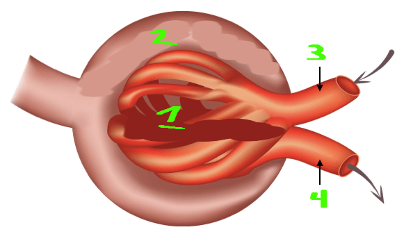 <p>What is #3? </p>