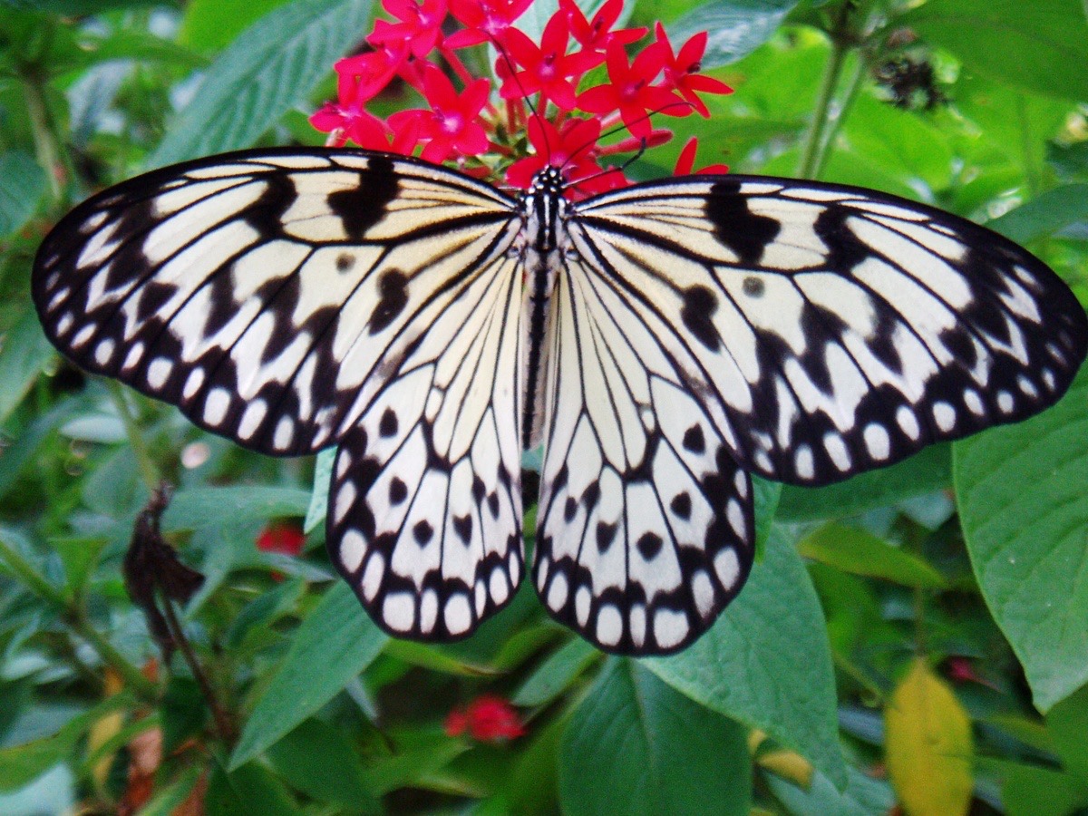<p>Paper kite butterfly</p>