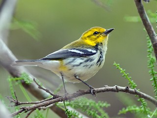 <p>Black-throated Green Warbler</p>