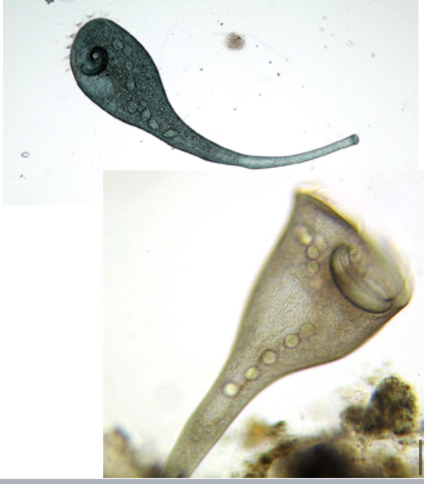 <p>Identify the alveotate</p>