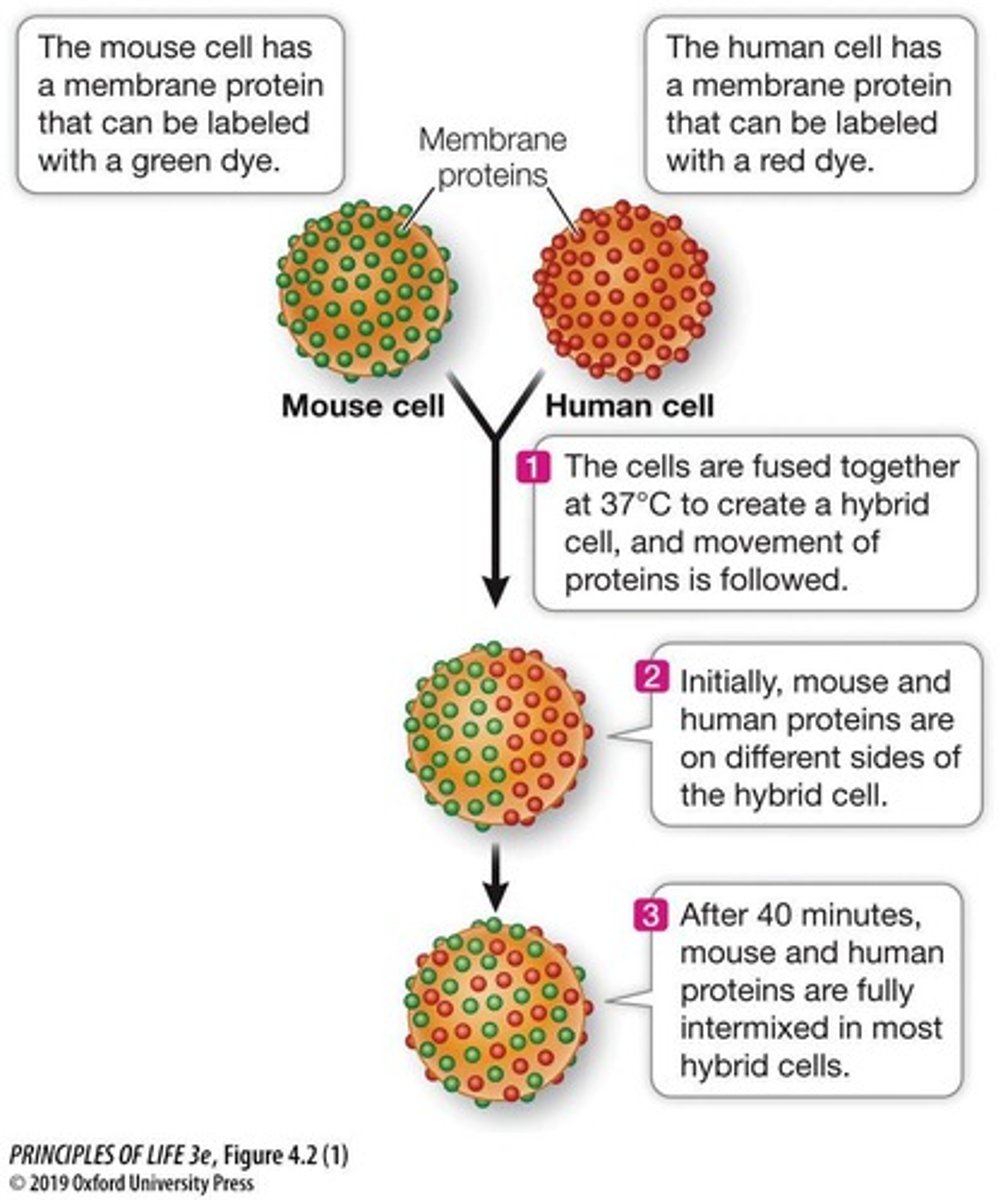<p>The Frye-Edidin experiment showed that surface proteins from fused cells intermingle, supporting the Fluid Mosaic Model.</p>