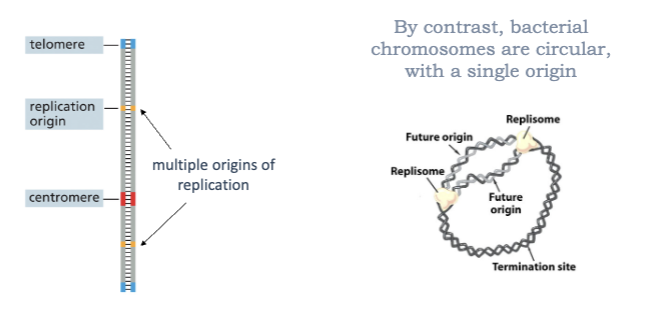 <ul><li><p>THEY ARE LONG AND LINEAR</p></li><li><p>BY CONTRAST, BACTERIAL CHROMOSOMES ARE CIRCULAR, WITH A SINGLE ORIGIN </p></li><li><p>BUT LINEAR CHROMOSOMES PRESENT A PROBLEM…</p></li></ul><p></p>
