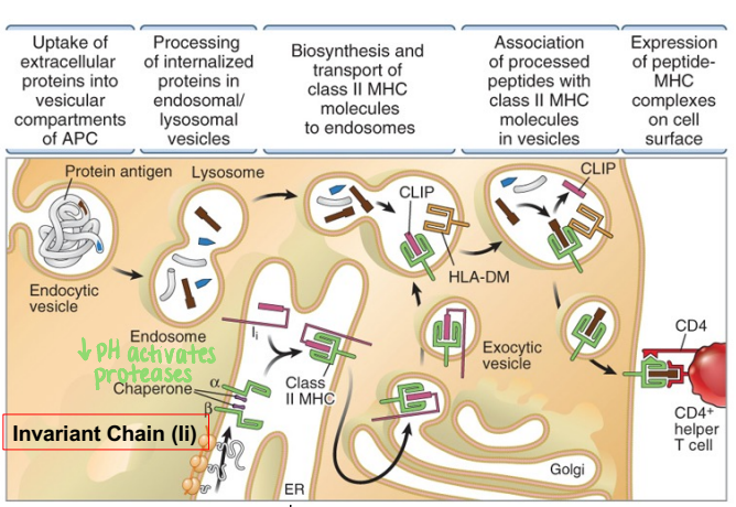 <ol><li><p>uptake of extracellular proteins into vesicular compartments</p></li><li><p>proteins broken down by proteases in endosome</p></li><li><p>MHCII transported <strong>from ER to endosome</strong></p></li><li><p>proteolytic degradation of invariant chain &amp; CLIP removal</p></li><li><p>peptide-MHC interaction <strong>in endosome</strong></p></li><li><p>expression on cell surface</p></li></ol><p></p>