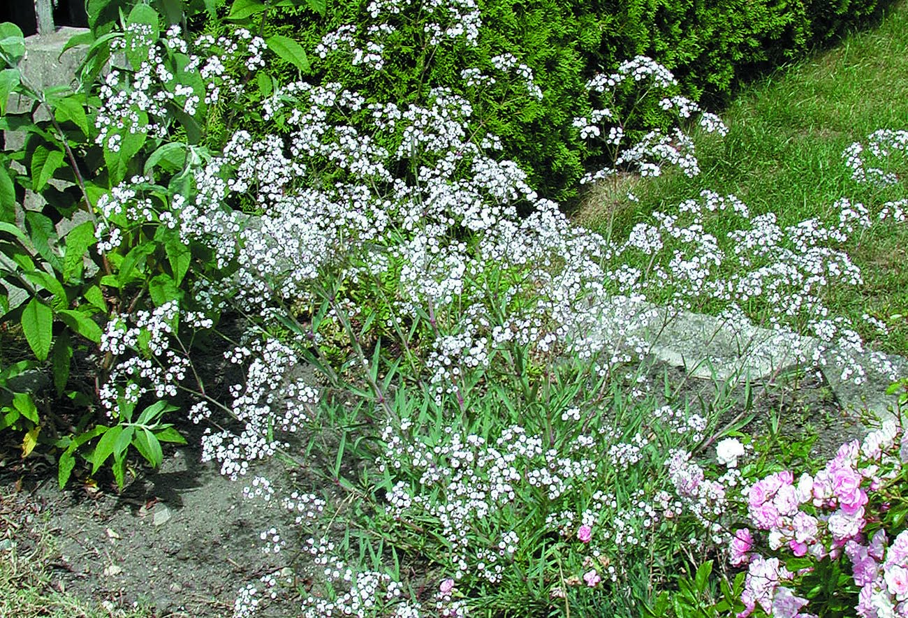 <p>Vilken blomma?</p>