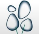 <p>3 Parts of ER:</p><ul><li><p>These are oval and rounded, vacuole like element </p></li><li><p>These are also free of ribosomes</p></li></ul><p></p>