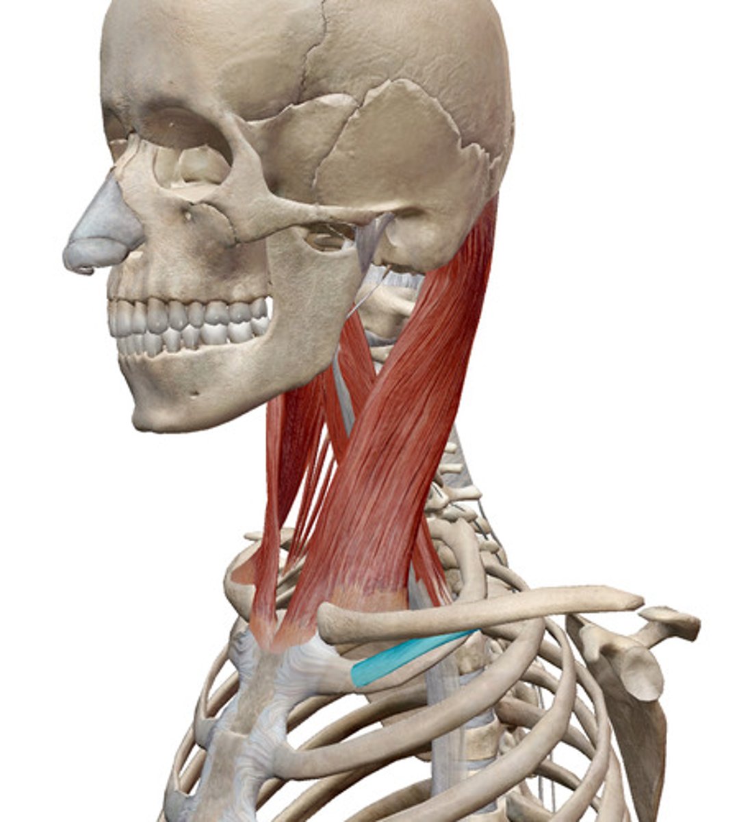 <p>What muscles is this?</p>