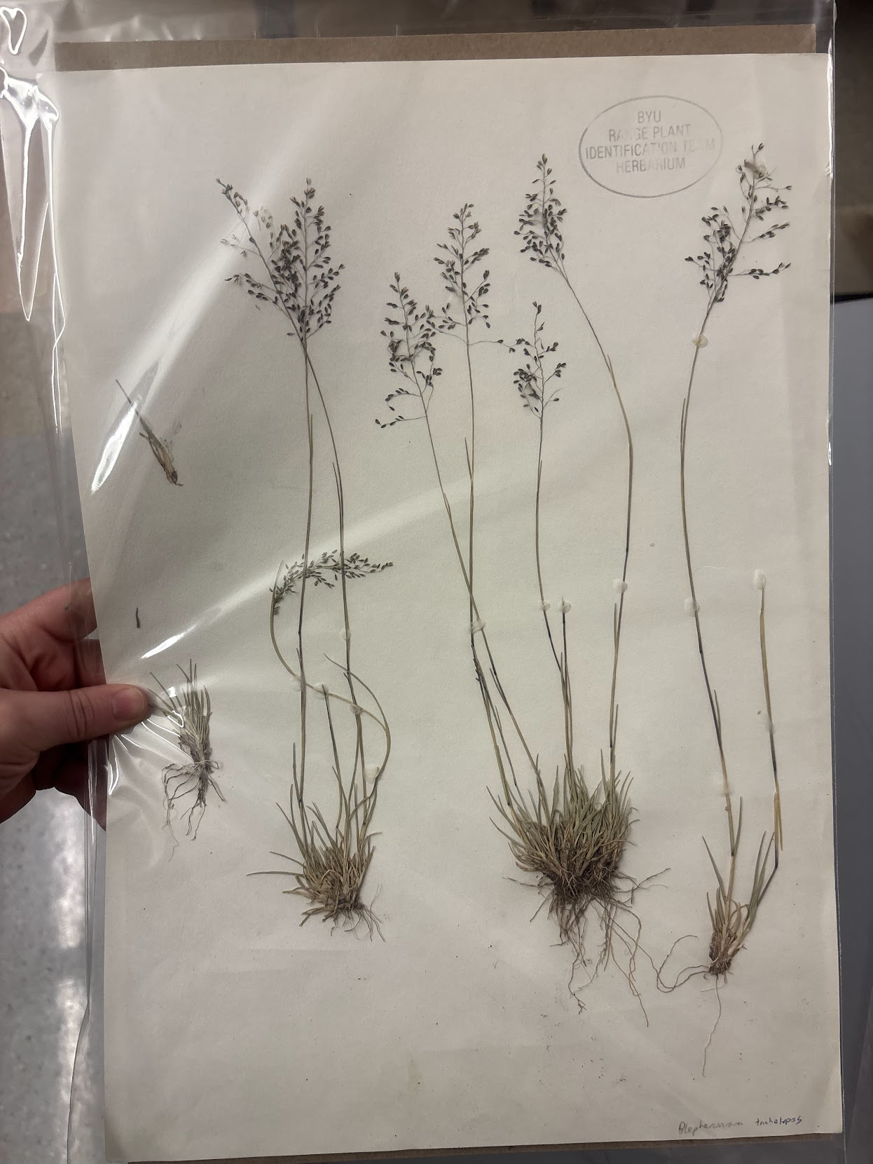 <p>Eragrosteae - Blepharoneuron tricholepis - pine dropseed </p>