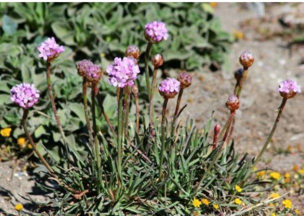 <p>Full Sun</p><p>Groundcover</p>