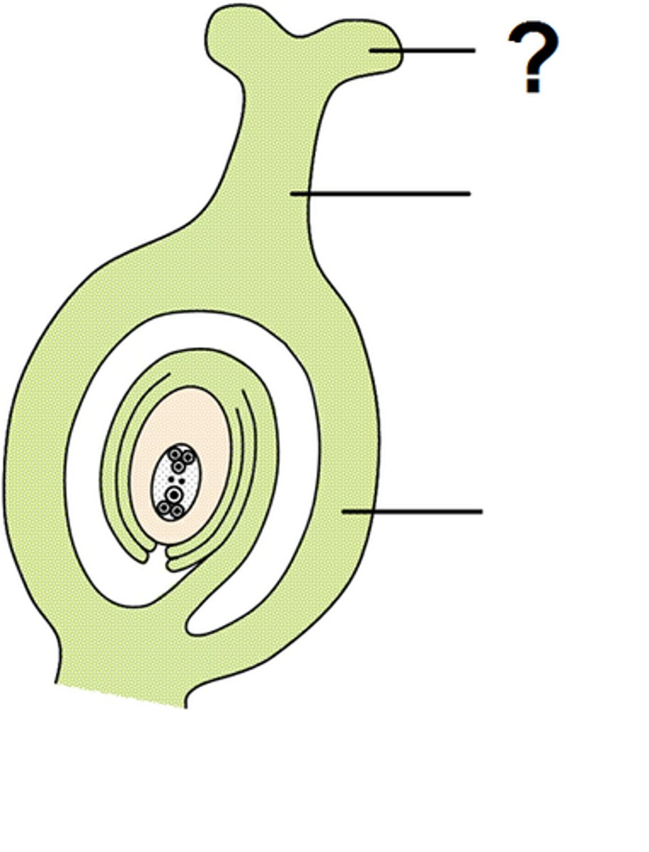 <p>Sticky surface that catches pollen</p>