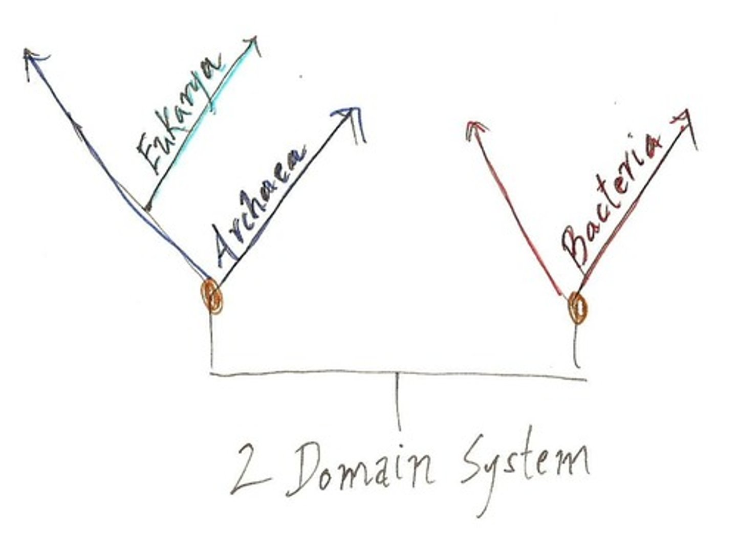 <p>New data suggest that Eukaryotes arose from Archaea, so there should be a 2 domain system. </p>