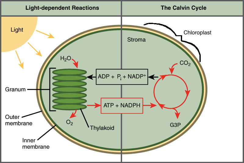 <p>Photosynthesis</p>