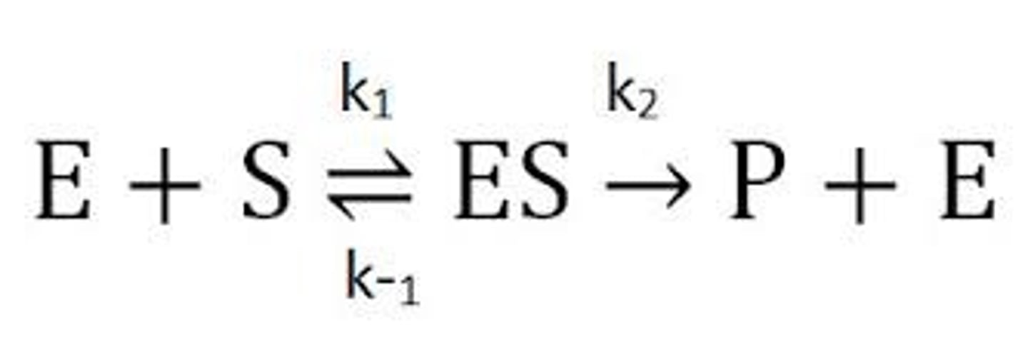 <p>*Remember Rate is shown by the Reactants</p><p>Rate 1=k1 [E][S]</p><p>Rate 2=k2 [ES]</p>