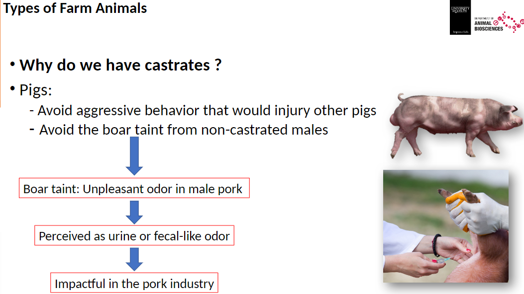 <p><strong>Pigs</strong><br>āAvoid aggressive behavior that could injure other pigs<br>āPrevent boar taint in non-castrated males</p><p><strong>Boar Taint</strong><br>āUnpleasant odor in male pork<br>āImpactful in the pork industry<br>āPerceived as urine- or fecal-like odor</p>