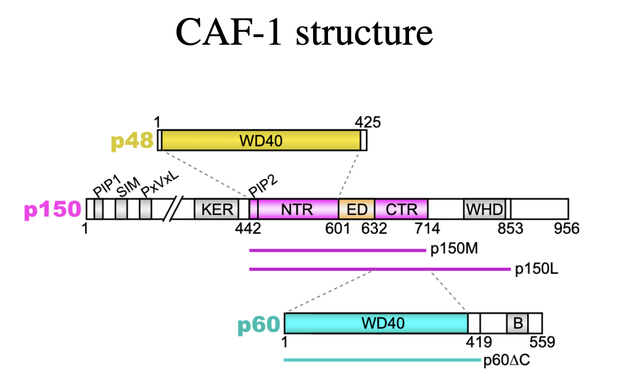 <p>Made up on:</p><ul><li><p>p60</p></li><li><p>p48</p></li><li><p>p150</p></li></ul><p></p>