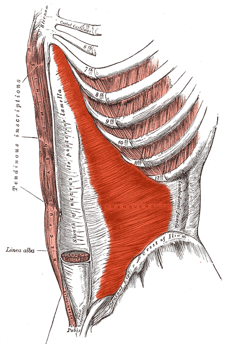 <p>Transversus Abdominis</p>