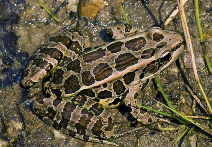 <p>amphibian?</p>