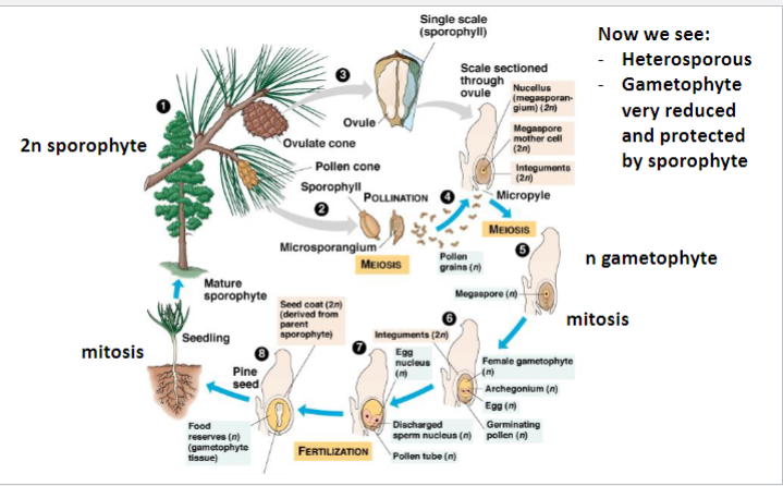 <p>Each 2n male pollen cone contains many 2n microsporangia holding 2n microsporocytes (cells) that undergo meiosis to produce n microspores.</p><p>Each n microspore grows (by mitosis) into a n pollen grain &amp; contains the n male gametopyhyte (which will later produce sperm via highly reduced antheridium).</p><p>Each “scale” of a 2n ovulate cone contains two 2n ovules, each with an outer protective 2n integument &amp; each with a <strong>micropyle </strong>opening (where a pollen grain will enter)</p><p>→Each 2n ovule has a 2n megasporangium with a 2n megasporocyte cell that produces a n megaspore by meiosis</p><p>The n megaspore in the ovule develops into a n female gametophyte with an n archegonium that produces an n egg by mitosis</p><p>Pollination occurs when WIND carries an n pollen grain to a female cone, where it enters an ovule’s micropyle opening &amp; the pollen grain’s male n gametophyte grows a pollen tube delivering two haploid sperm produced by mitosis</p><p>After fertilization, the whole ovule becomes a SEED </p>