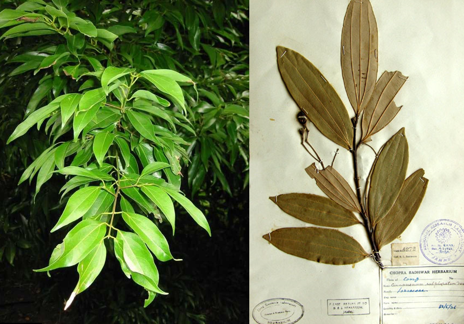 <p>Magnoliids; Laurales; a genus of evergreen aromatic trees and shrubs belonging to the laurel family, Lauraceae</p>