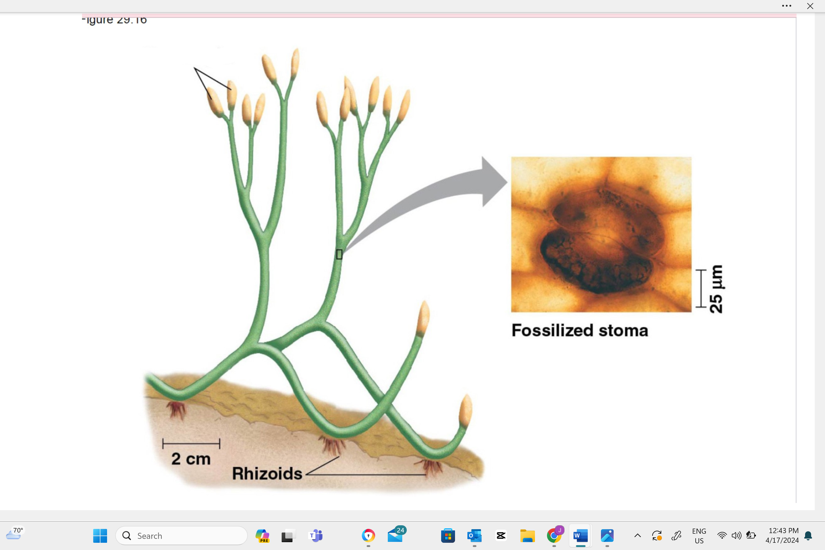 <p>Identify this structure as haploid, diploid, or dikaryotic. </p>