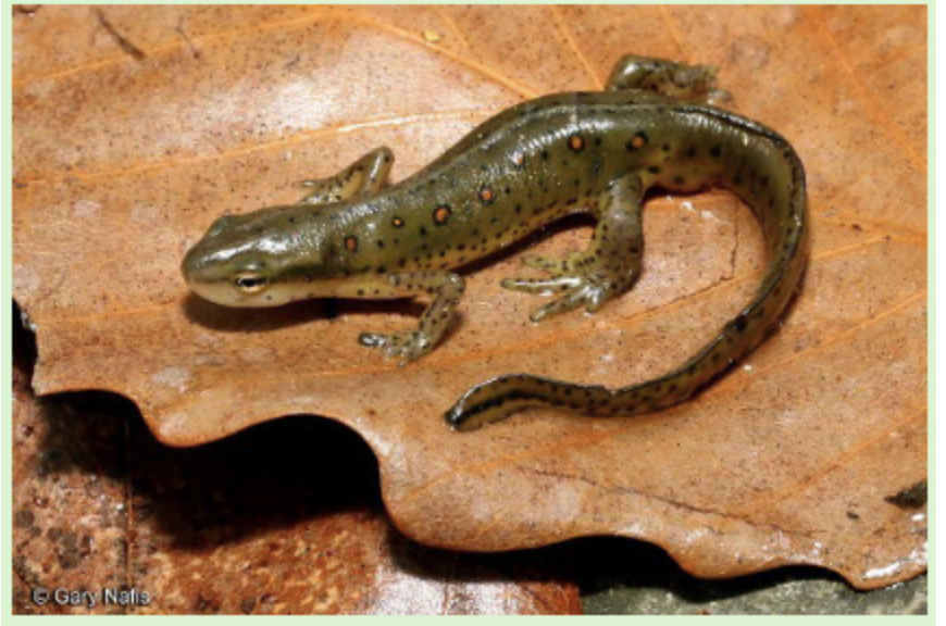 <p>eastern newt </p>