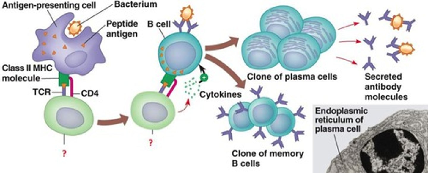 <p>a cell that detects ANTIGEN (surface of the pathogen, shaped like a Y) and send a chemical signal to the B-cells</p>
